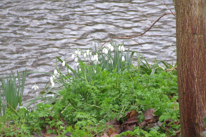 snowdrops