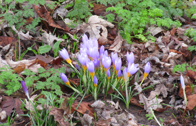 crocuses