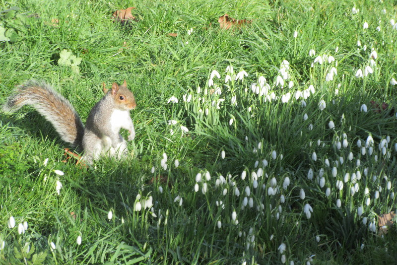 squirrel and
                              snowdrops