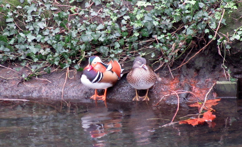 Mandarin duck