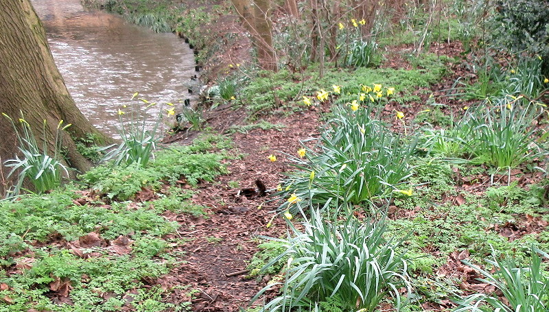 lots of daffodils