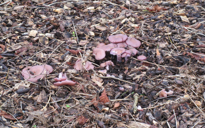 purple fungus