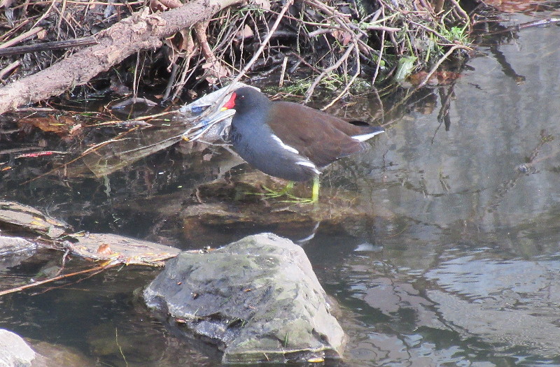 moorhen