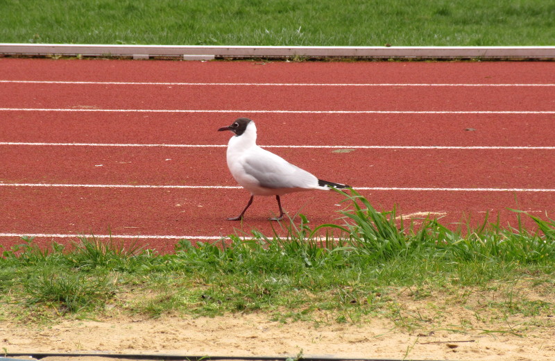 black headed gull