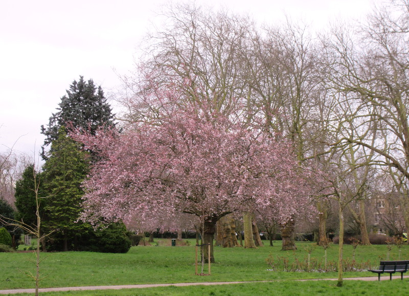 candyfloss tree