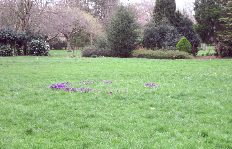 fairy ring of
                          crocuses