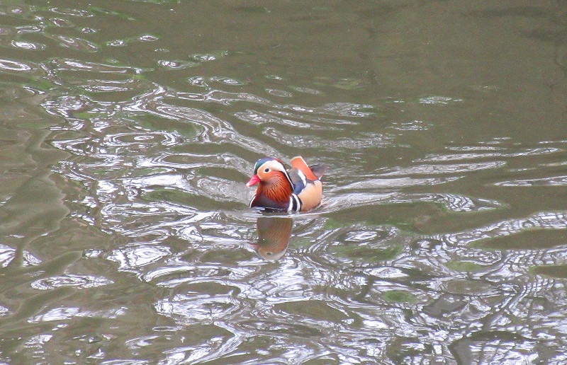 Mandarin duck