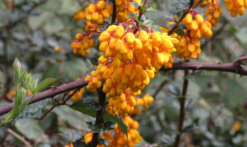 really bright
                          flowers