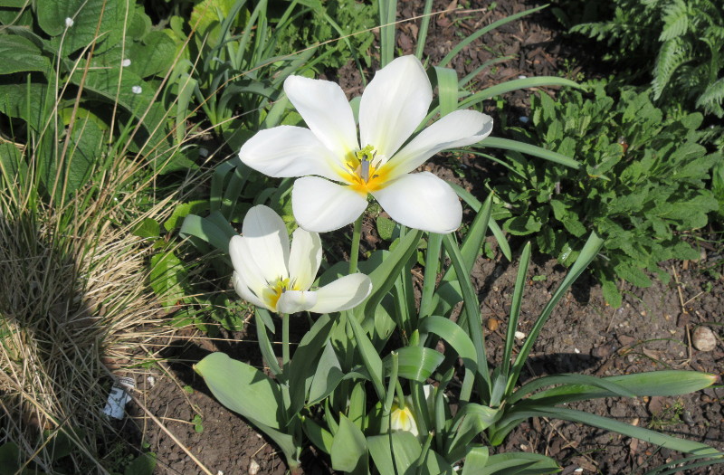 I thought these were
                          lilies, but now I am not so sure