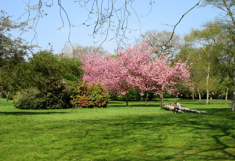 trees in bloom