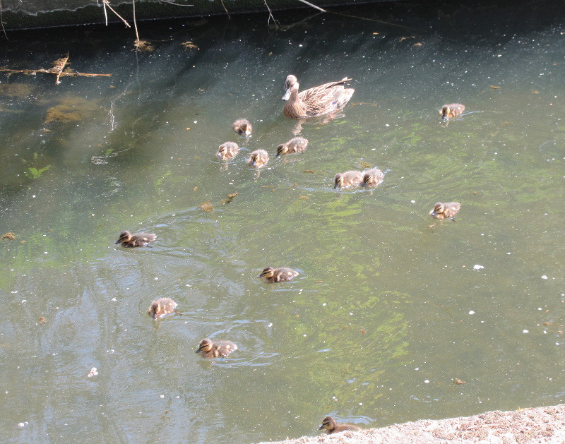 Duck and ducklings