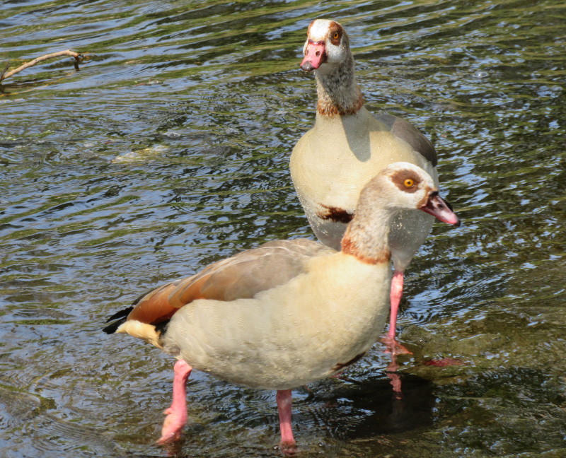 Egyptian Geese