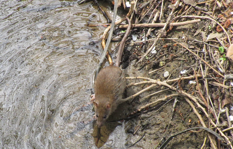 close up on
                              ratty