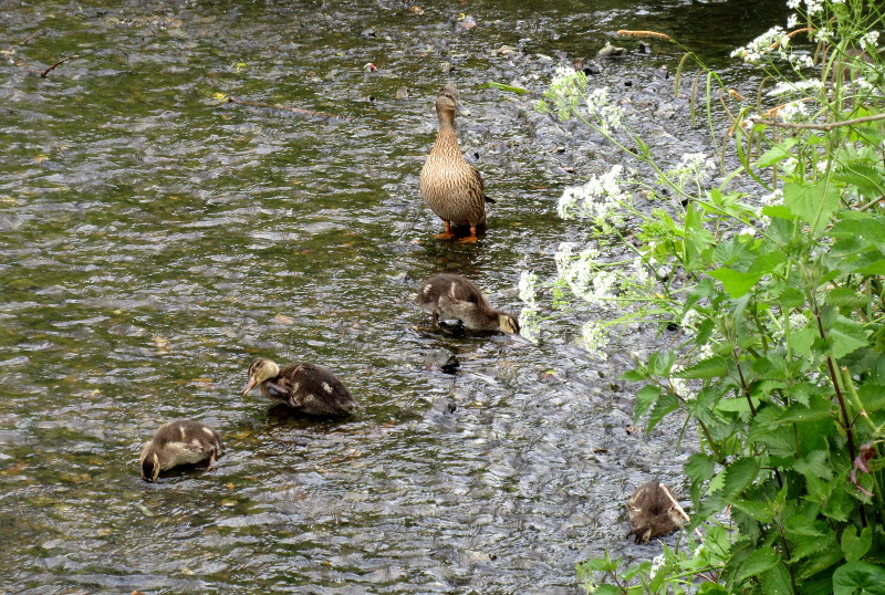 is it a
                                      goose ?