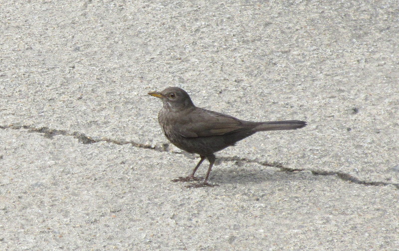 wagtail