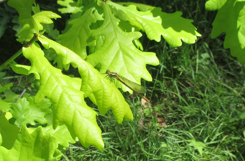 damsel fly