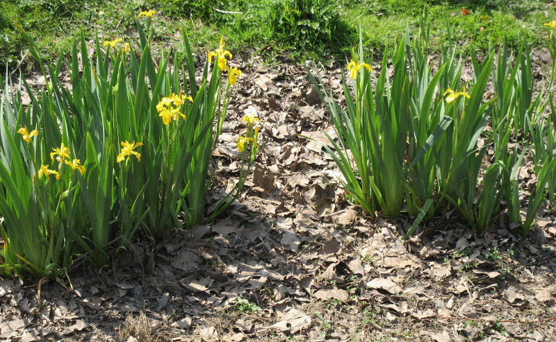 marsh flowers ?