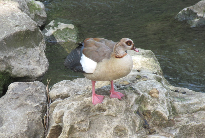 Egyptian Goose