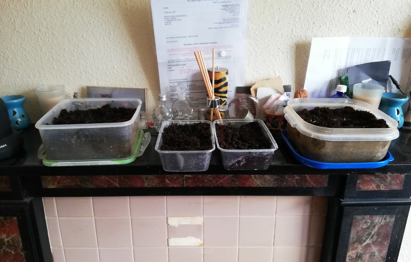 seed
                          "trays" on the mantlepiece to keep
                          warm