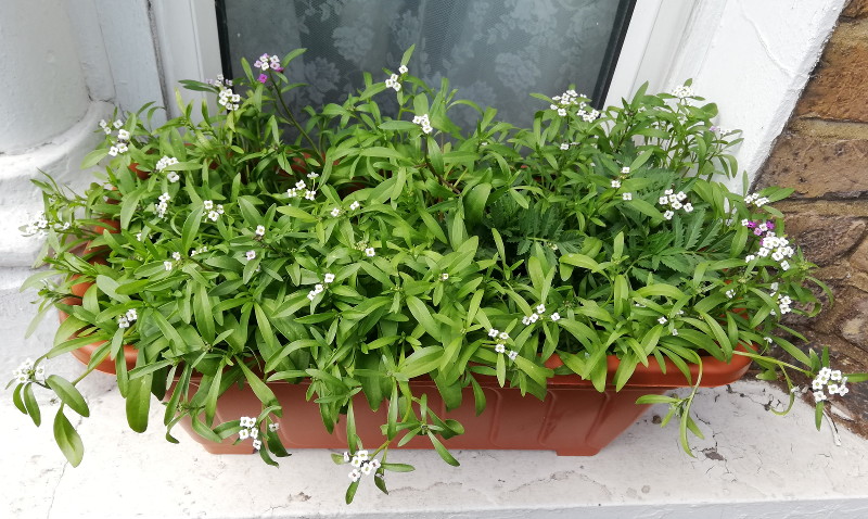 window box with
                              loads of little flowers