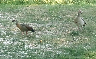 Egyptian geese