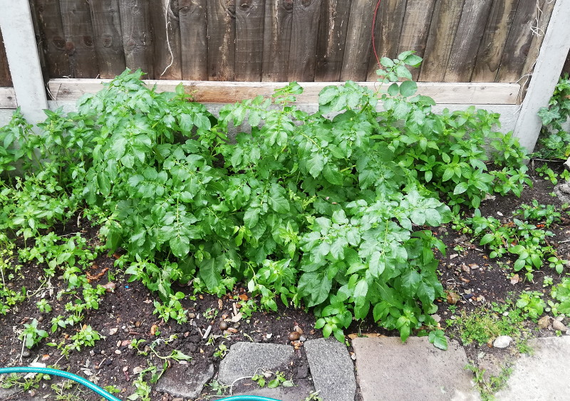 potato plants