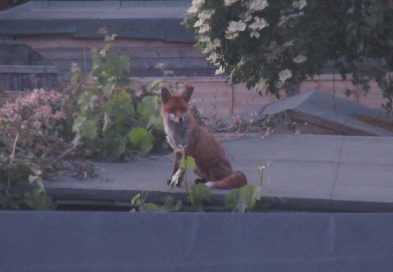 fox on a shed