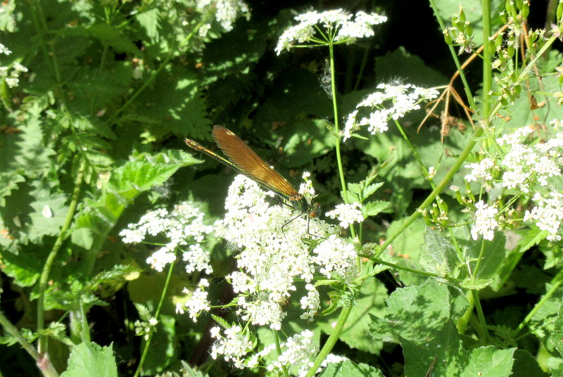 damsel fly