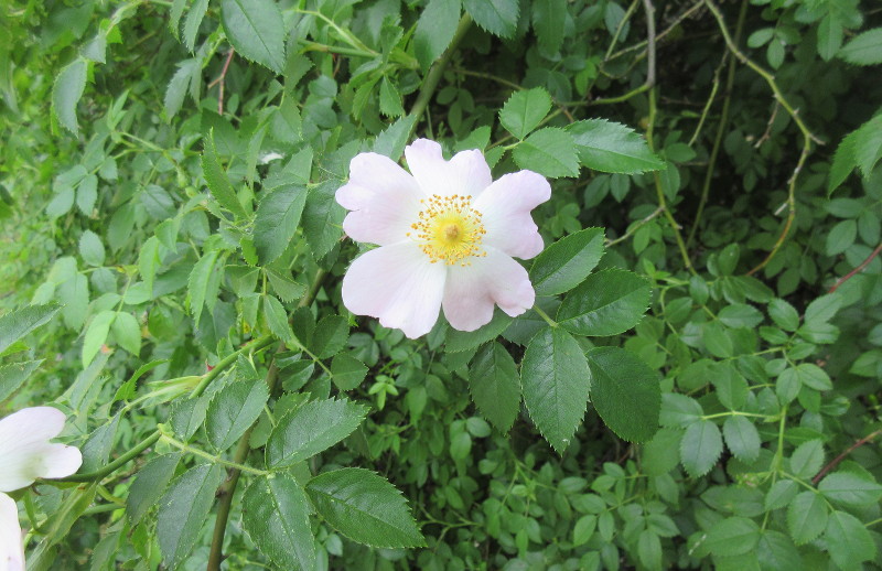 dog
                              rose...maybe