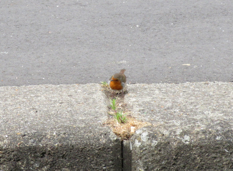 Robin on the
                                opposite river bank