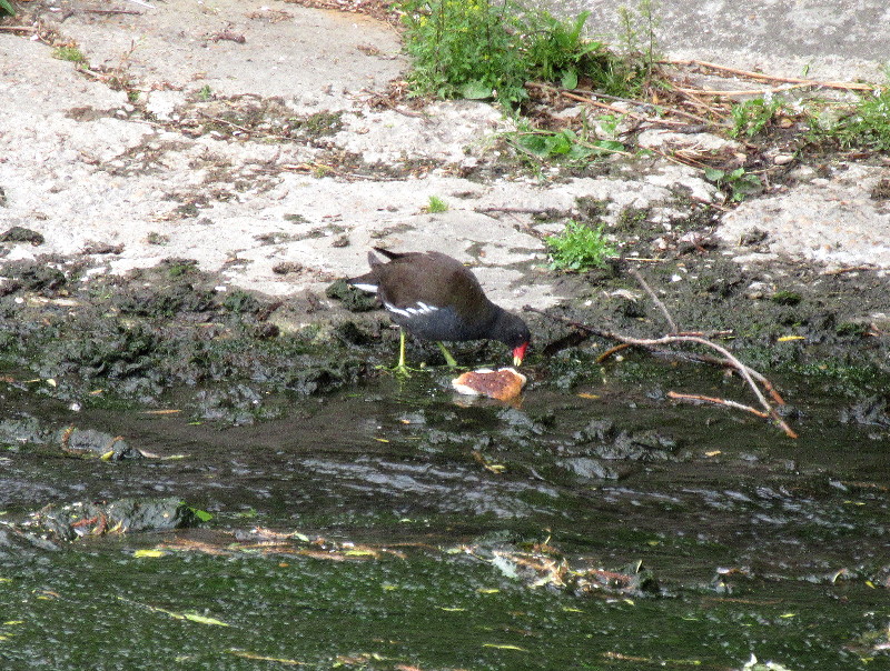 moorhen with
                                sticky bun