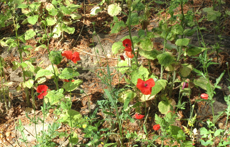 poppies