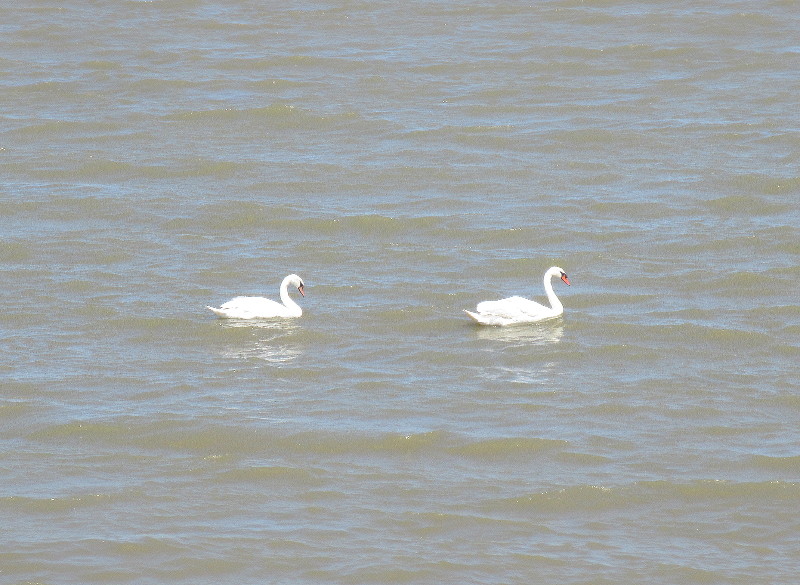 swans