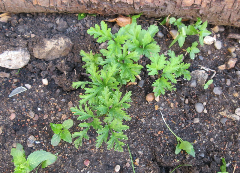 close up on
                                mystary plant that is probably not a
                                weed