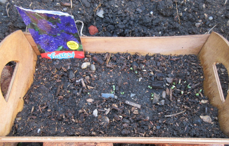 pretty sure
                                these are cornflowers growing