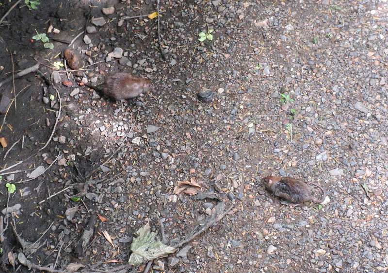 ratty on exposed
                              river bed