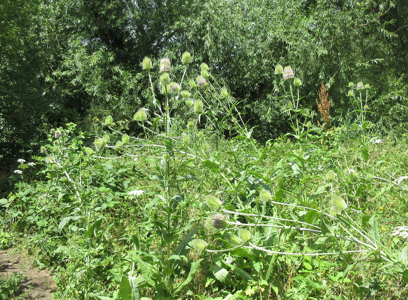 teasels