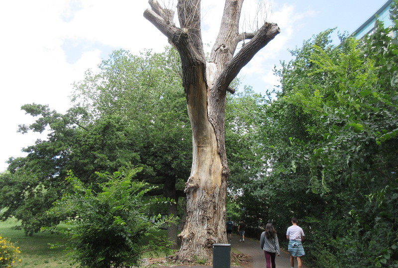 dead tree losing
                              it's bark