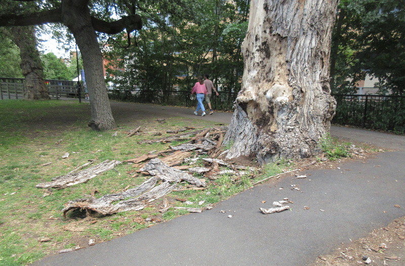 bark under the
                              tree