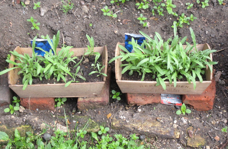 cornflowers