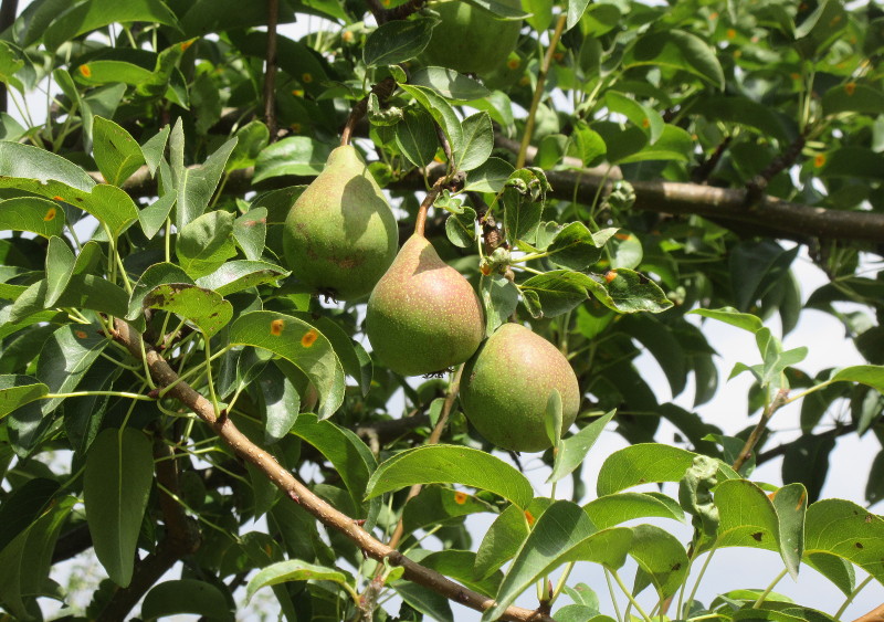 pears