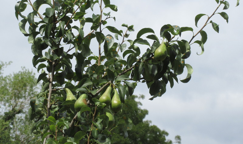 conference
                                  pears - maybe