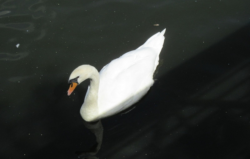 Swan