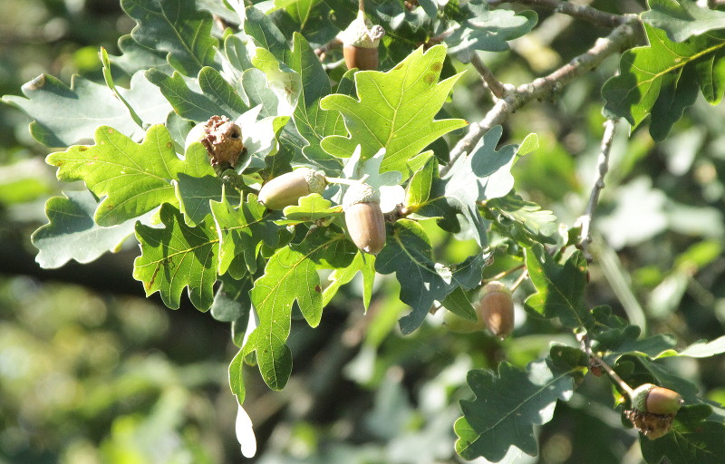 ripe acorns