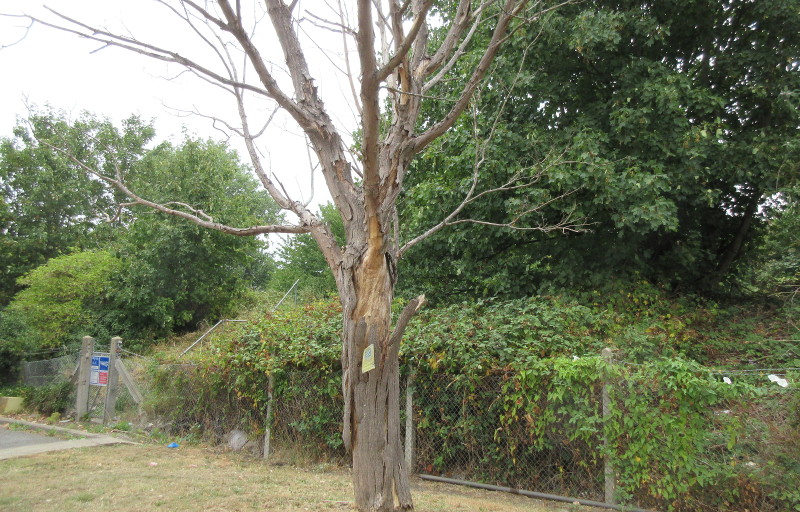 tree with bark
                              peeling off it