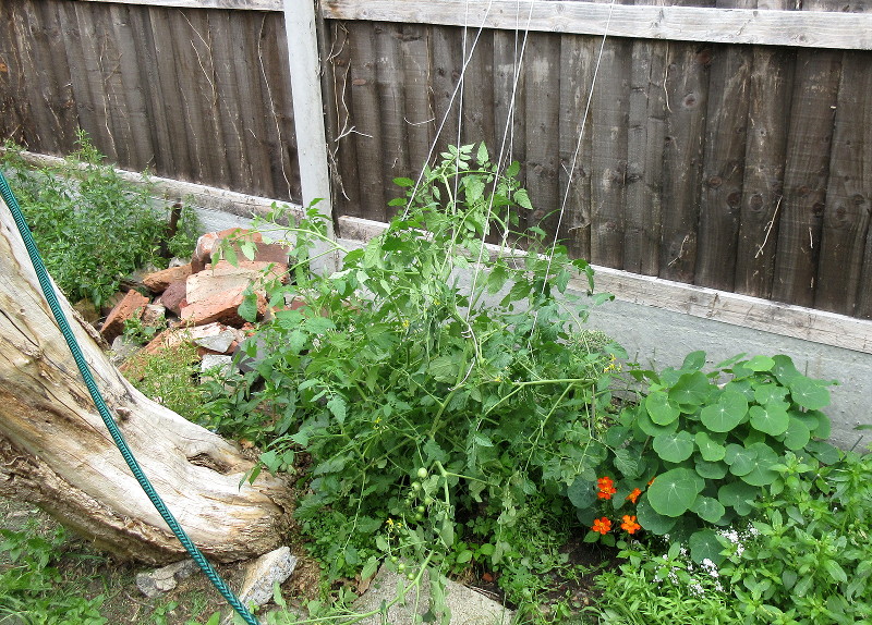 tomato plant
                                held up with string