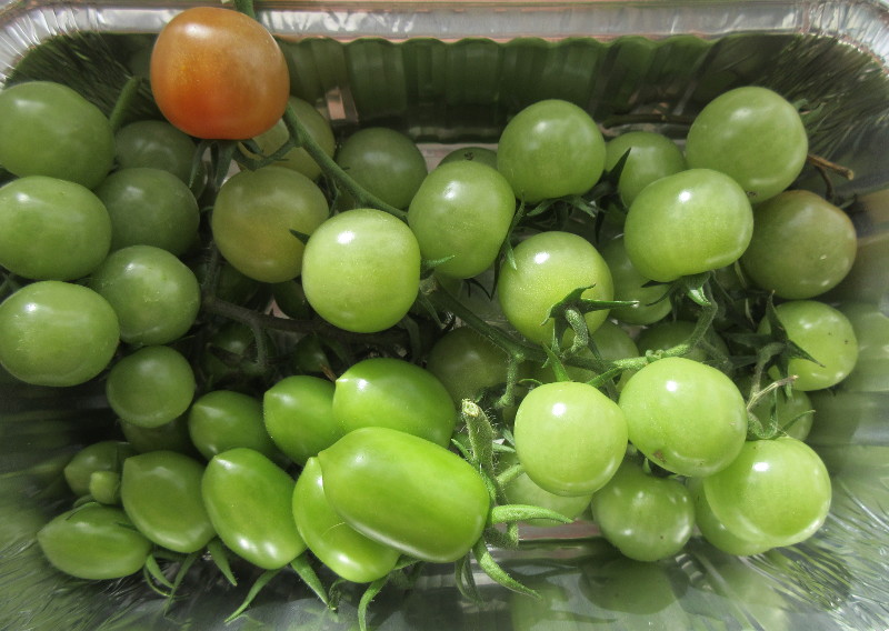 second lot of
                              tomatoes