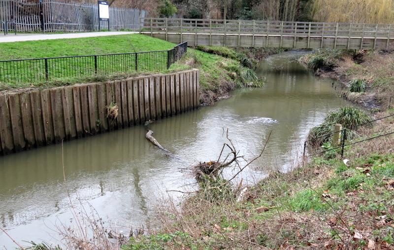 tree or big branch
                          in the river