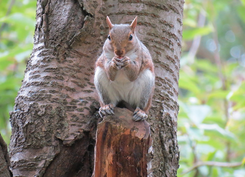 squirrel posing
                              on a tree