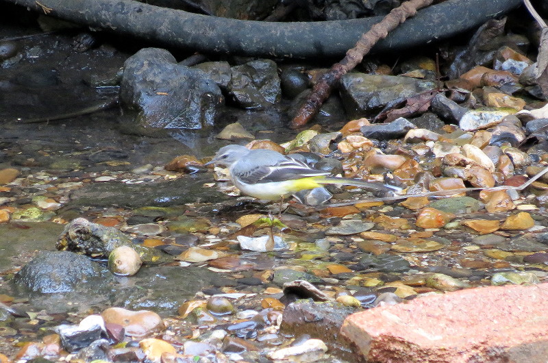 grey wagtail